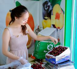 Bán Cherry Canada Tại Hà Nội