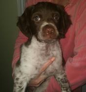 Texas Star Kennels - Brittany Spaniel Puppy, Brittany Puppy. French ...