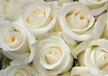 White roses