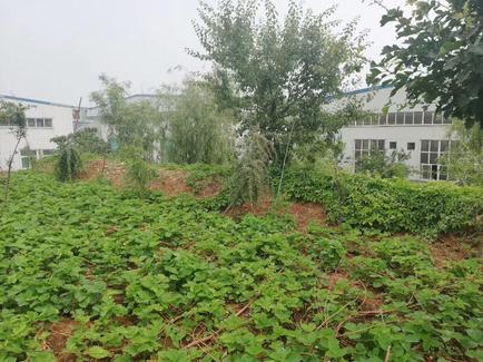 hongdefa small farm near maize milling workshop