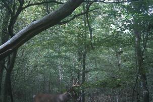 big bucks in the bluegrass state