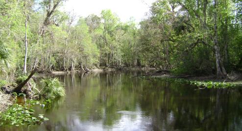 Ocala National Forest Sticker for Sale by park-land