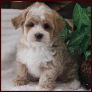 Rolling Meadows Puppies Maltipoo Puppy