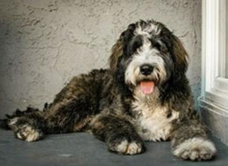 brindle bernedoodle