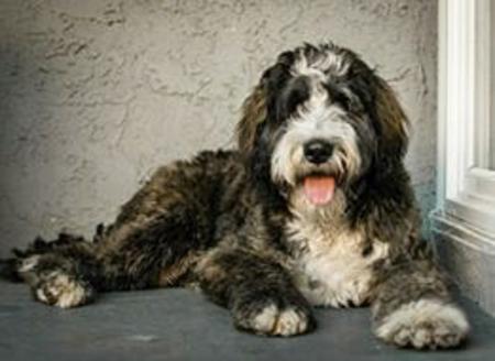 brindle bernedoodle