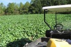 Brassica Food plots