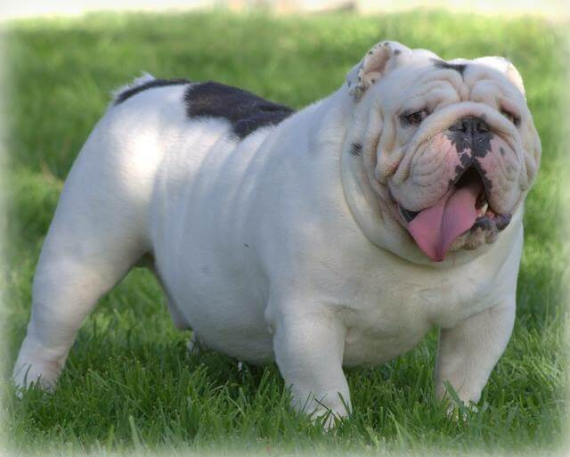 English bulldog stud store service