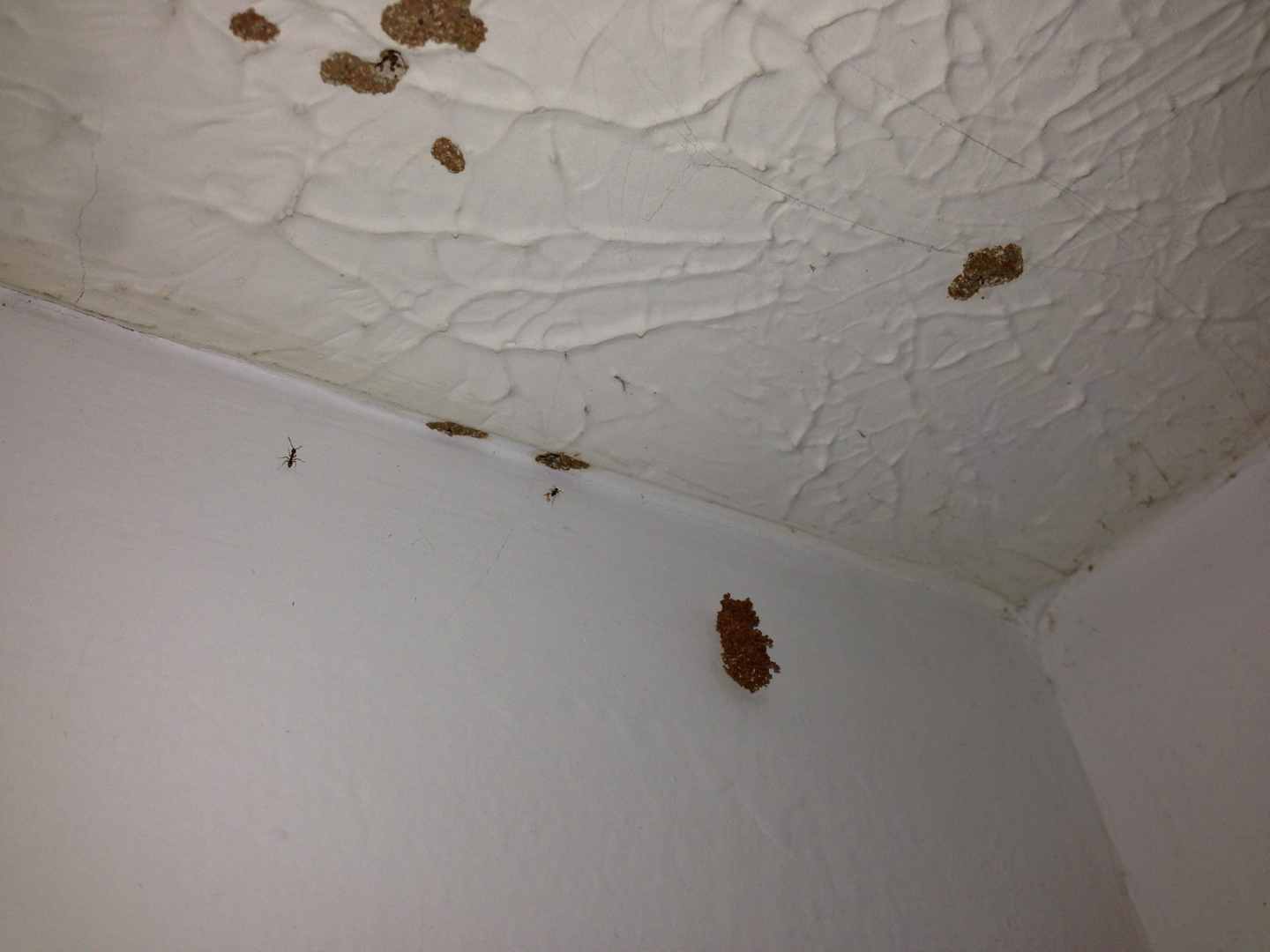 Termite Holes in Ceiling