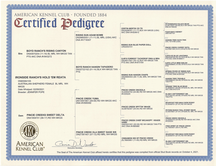 ASCA australian shepherd dog breeder