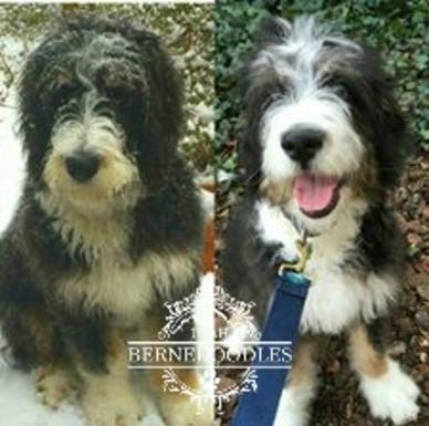 Bernedoodle curly coat best sale