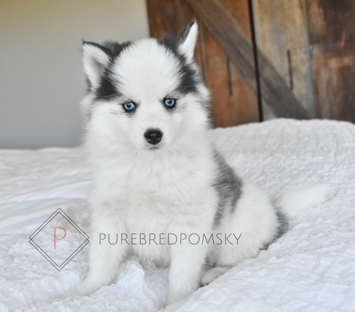 is a pomsky a registered breed