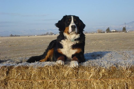 Bernese Mountain Dog Utah Bernedoodles