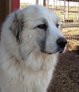 Great Pyrenees puppies ~ Wells' Providence AKC Registered Livestock Guardian Dogs and puppies