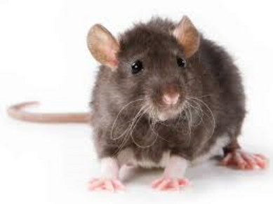 a rat or mouse representing our rodent droppings cleaning services in Sarasota, FL