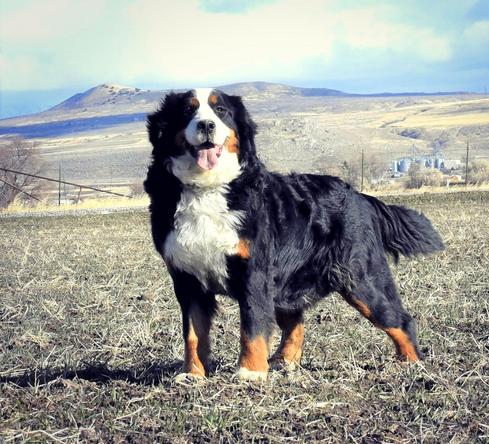 standard tricolor Bernedoodles
