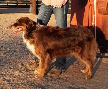 Australian shepherd solid red best sale