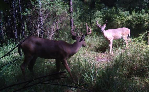 Whitetail Deer in Velvet