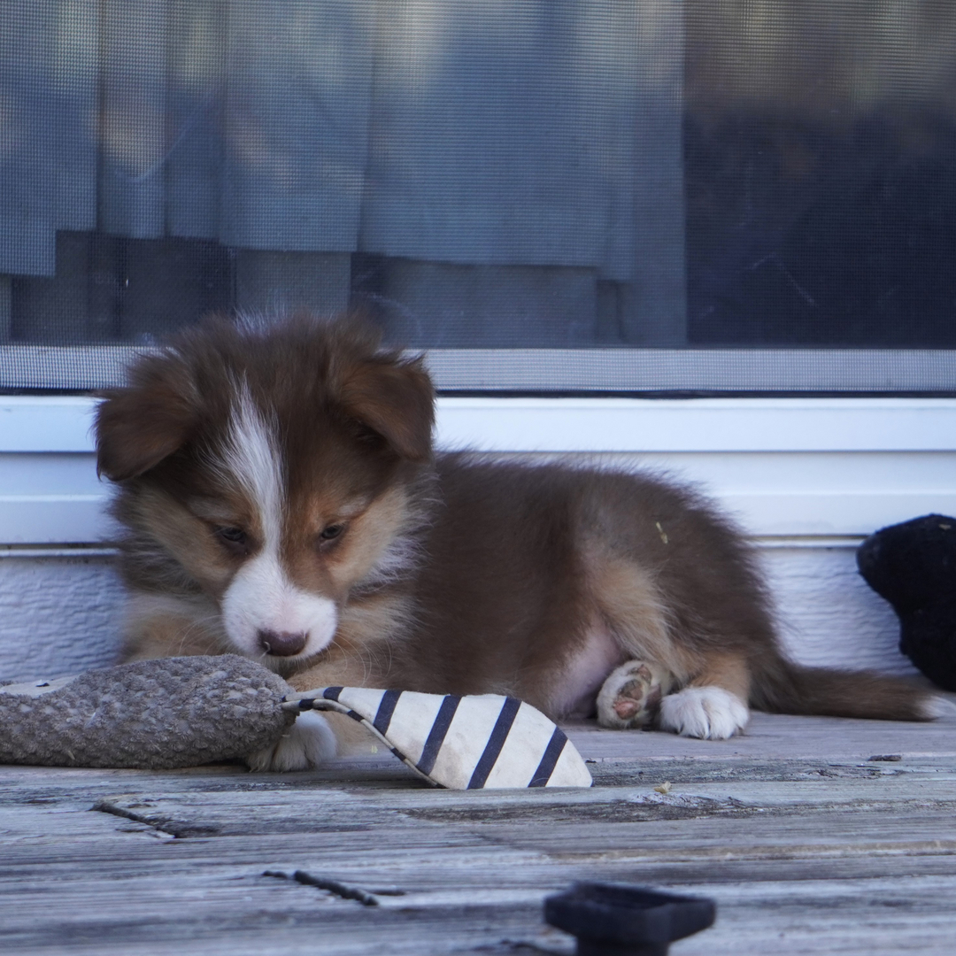 Akc border collie outlet puppies for sale