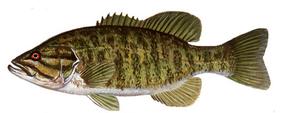 Smallmouth Bass Black Bear Camp