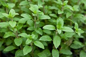Origanum vulgare