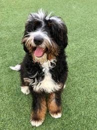 friendly Bernedoodle