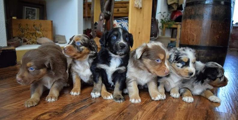 Australian shepherd puppies for sale