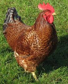 Pure bred hens for sale at Chickenfeathers