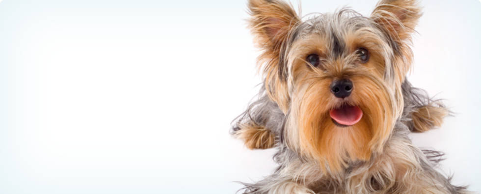 West Bend Animal Hospital Veterinarian Dog Grooming Dog Boarding