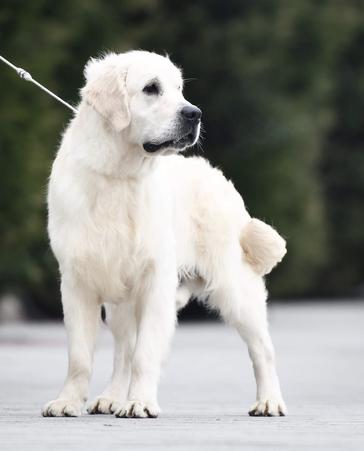 AKC Golden Retriever