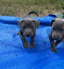 Blue Lacy Puppies - Magnum Blue Lacy Dogs