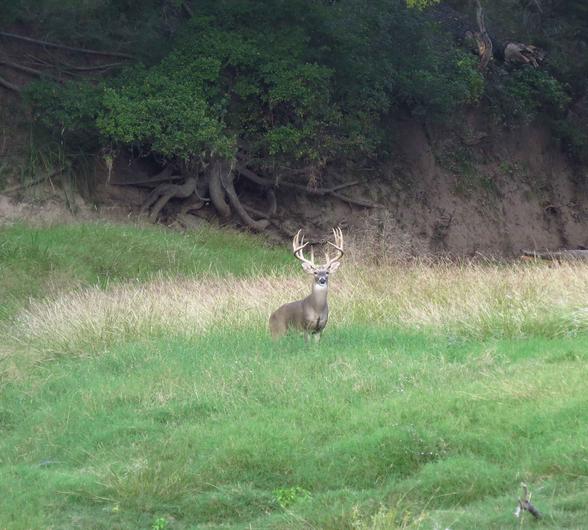 Deer Hunting in Texas