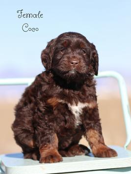 Trained dog for sale