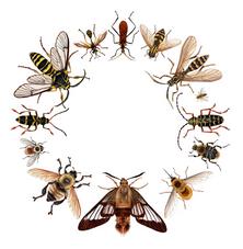 Going Stealth Undercover Hymenoptera by Jacquelyn Whisenant