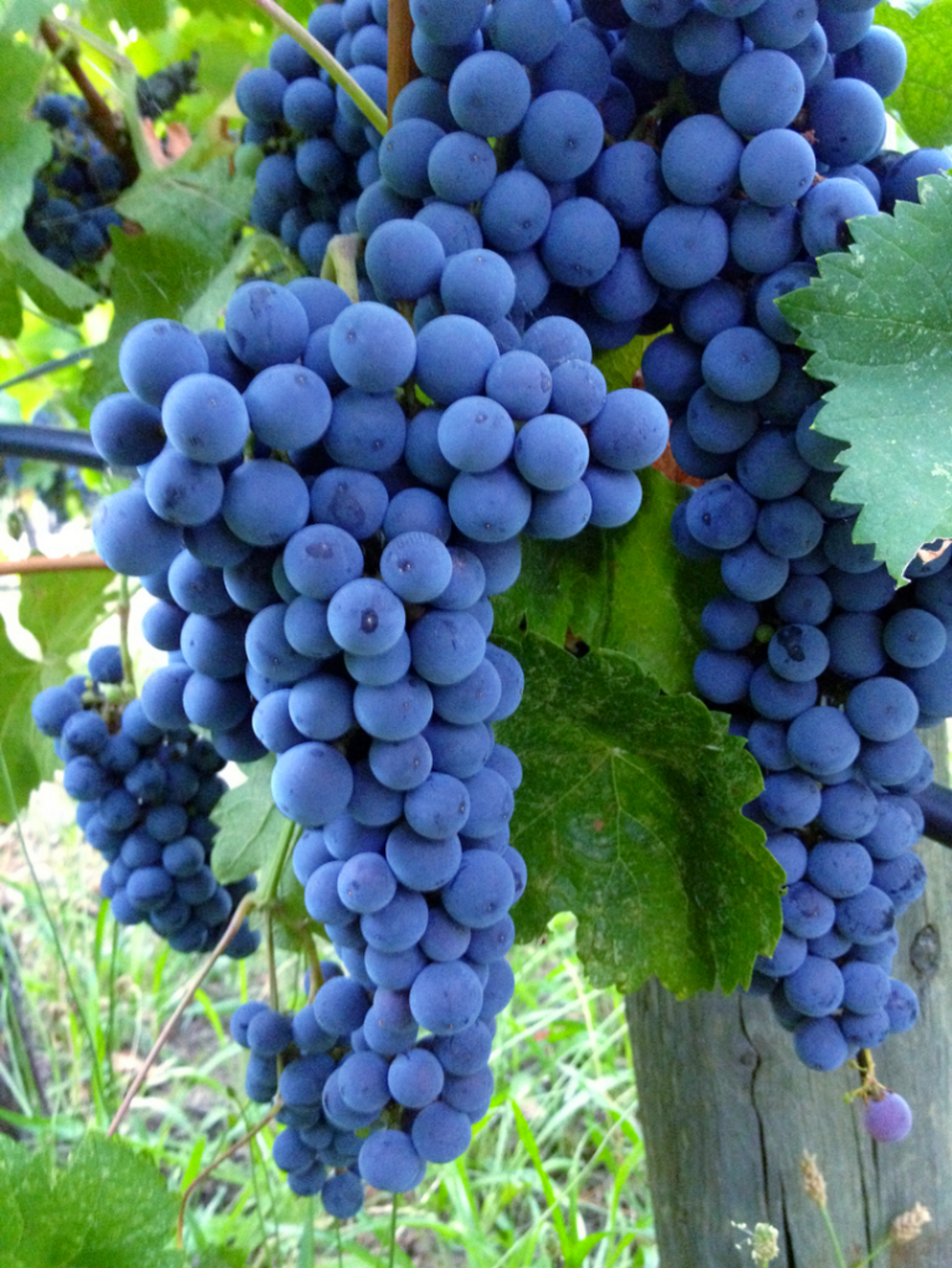 Cluster of ripe wine grapes