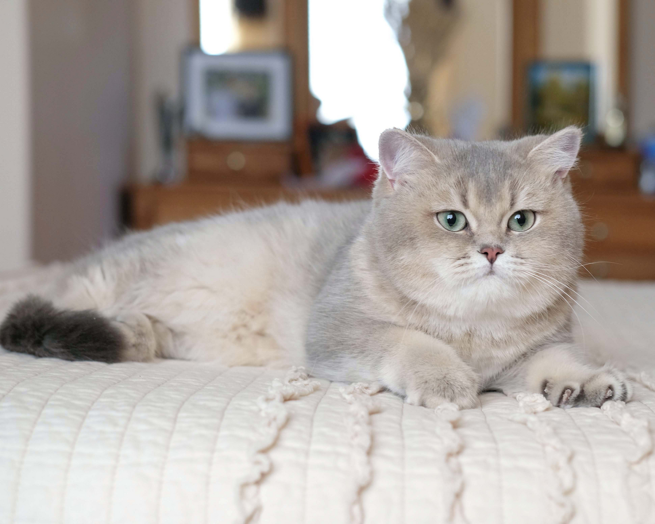 unoa 【Victorian cats Blue green】 Barracuda - Contest Entry #19775 - Modern Cat