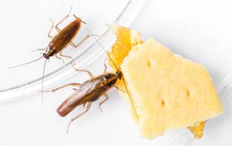 German Cockroach eating cheese