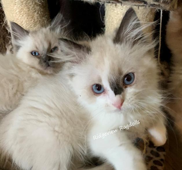 Ragdoll Kittens for sale