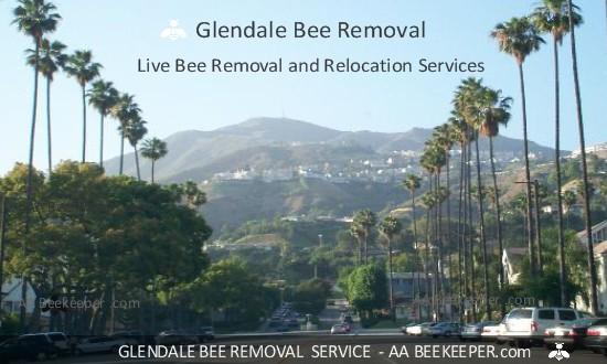 Glendale Bee Removal