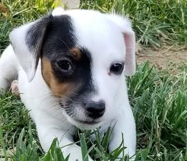 Registered English Jack Russell Terrier Puppies, English Jack Russell ...