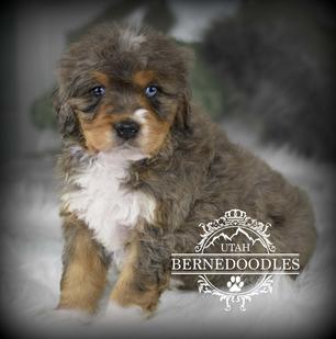 Tricolor Merle Bernedoodle