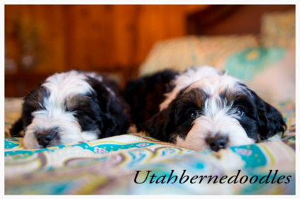 Mini Bernedoodle Puppies - Utah Bernedoodles