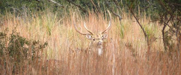 Axis Deer Hunts