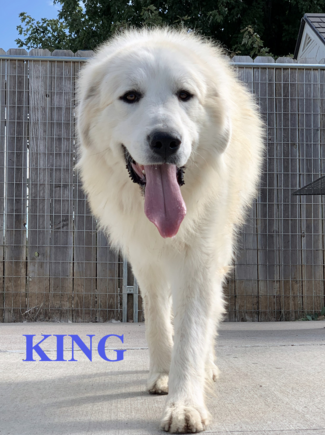 Great Pyrenees puppies ~ Wells' Providence AKC Registered Livestock Guardian Dogs Breeder