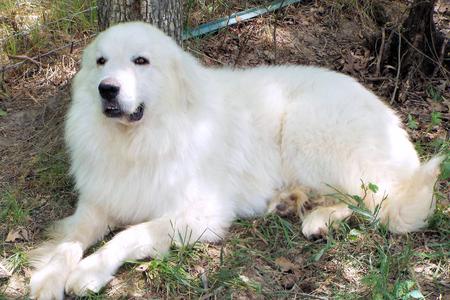 Great Pyrenees puppies ~ Wells' Providence AKC Registered Livestock Guardian Dogs and puppies