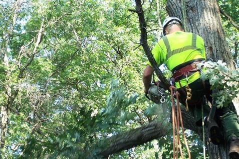 CHEAP TREE MANAGEMENT SERVICES LAS VEGAS NV