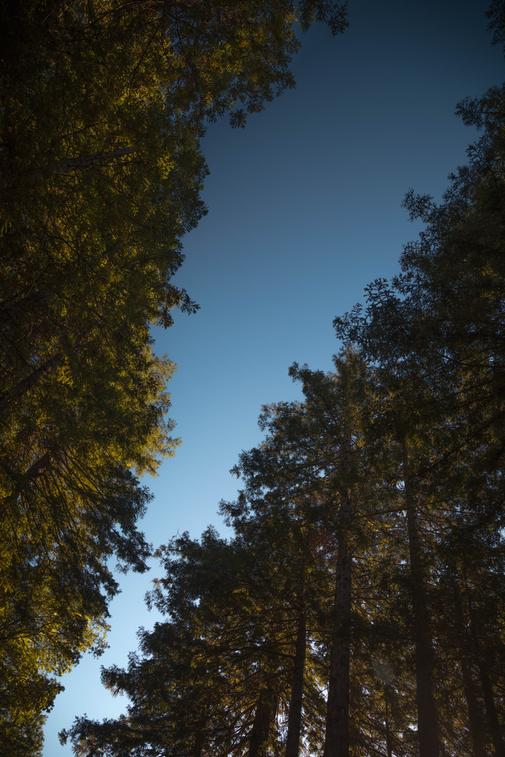 sky shade nature lovers forest landscape