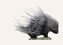 Hunting African Porcupine Namibia
