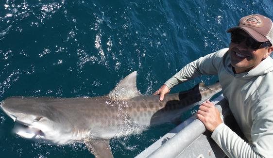 Fishermen reel in 12-foot tiger shark on Sanibel Island beach