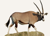 Hunting Oryx Tanzania