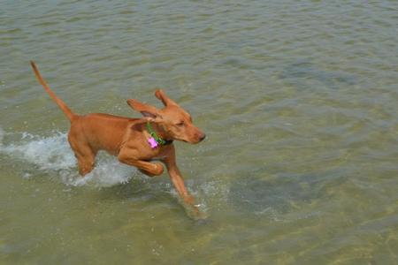 Rhodesian Ridgeback Puppy - Kona